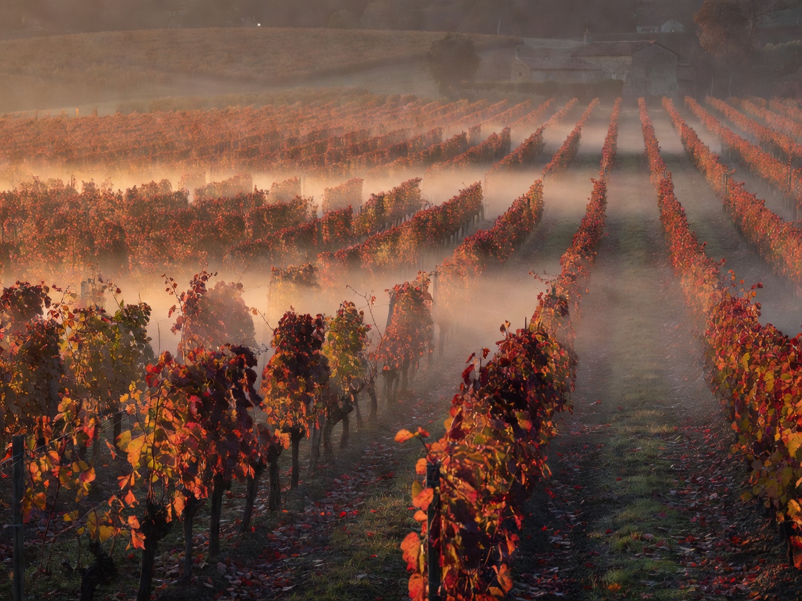 Rows of vines in a French vineyard under low autumn morning light with mist settling between the rows